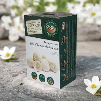 Mushroom Boxes